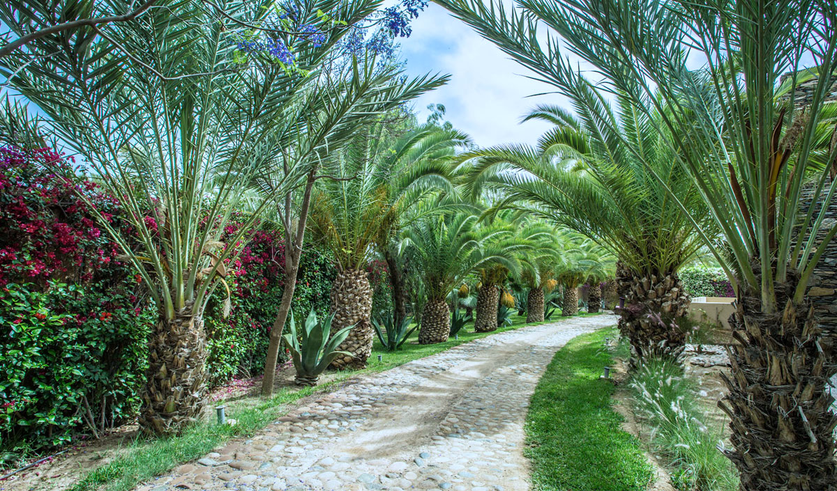 Un écrin de verdure au cœur de la Palmeraie